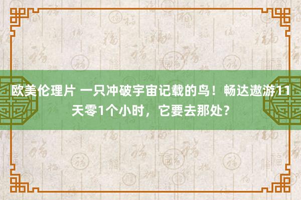 欧美伦理片 一只冲破宇宙记载的鸟！畅达遨游11天零1个小时，它要去那处？