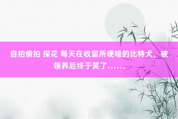 自拍偷拍 探花 每天在收留所哽噎的比特犬，被领养后终于笑了……